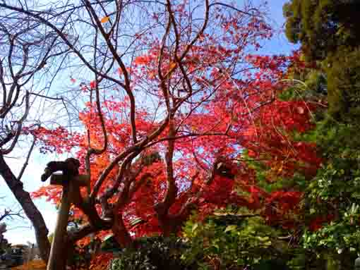 令和３年法華経寺法華堂と紅葉２