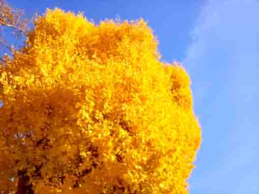 �ߘa�T�N�H���R�@�،o���̍g�t�Q