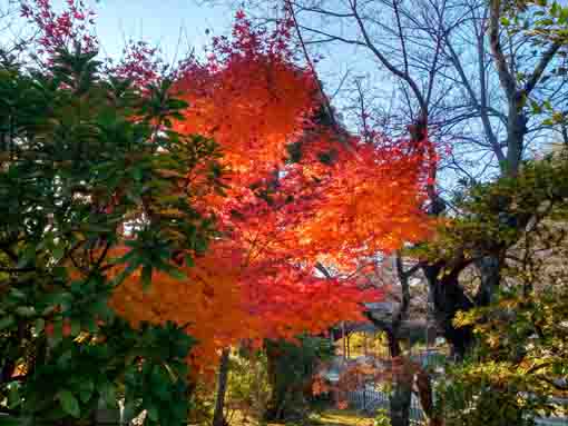 令和5年秋中山法華経寺の紅葉3