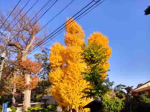 令和5年秋中山法華経寺の紅葉1