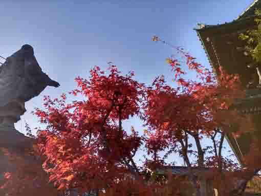 令和5年秋中山法華経寺の紅葉5
