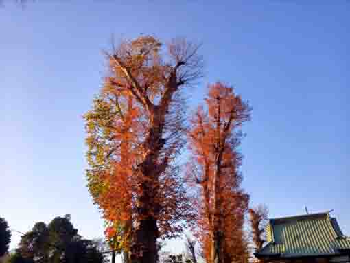 �ߘa�T�N�H���R�@�،o���̍g�t�S