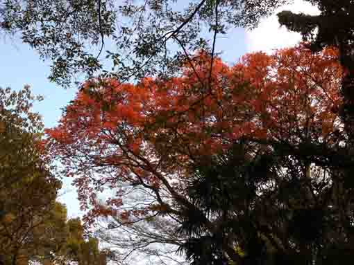 法華経寺の紅葉と青空