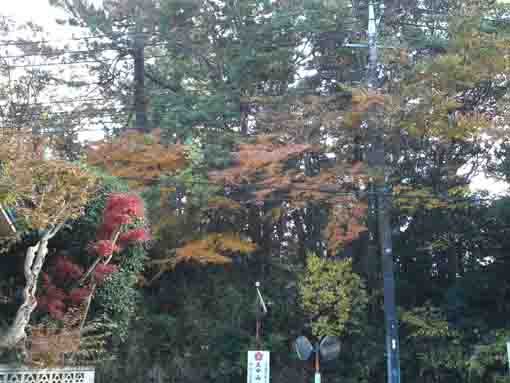 colored leaves along the road