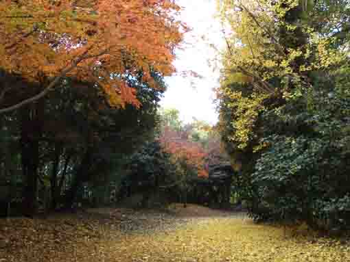 maple trees in Nakayama Hokekyoji