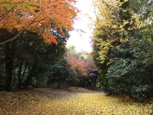 銀杏の絨毯と紅葉の葉