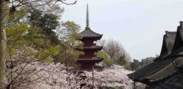 桜の花見の名所中山法華経寺