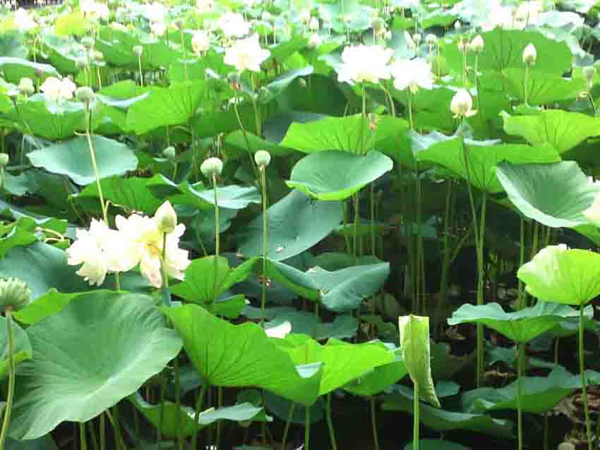 中山法華経寺竜王池の蓮