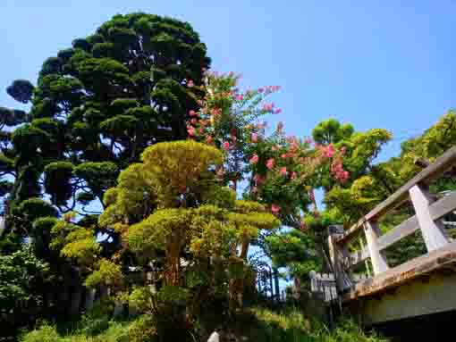 令和３年法華経寺に咲く百日紅の花３