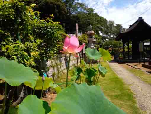 令和３年お盆に咲く法華経寺の蓮の花５