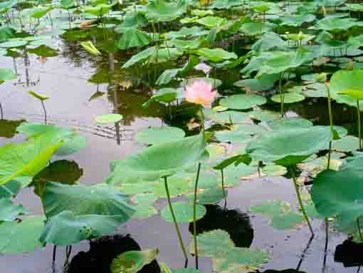 令和３年お盆に咲く法華経寺の蓮の花２