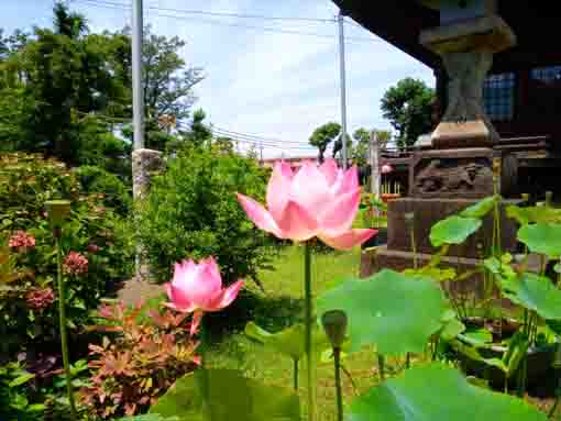 令和３年夏法華経寺刹堂前に咲く蓮３