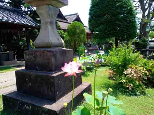 令和３年夏法華経寺刹堂前に咲く蓮２