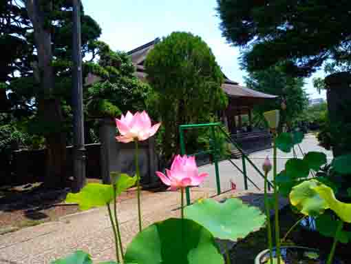 令和３年蓮の花と法華経寺祖師堂