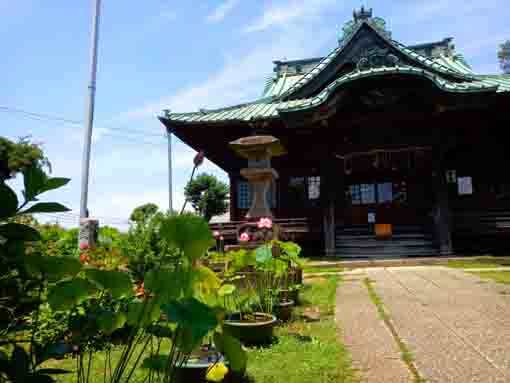 令和３年夏法華経寺刹堂前に咲く蓮１