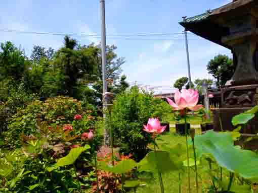 令和３年蓮の花咲く中山法華経寺