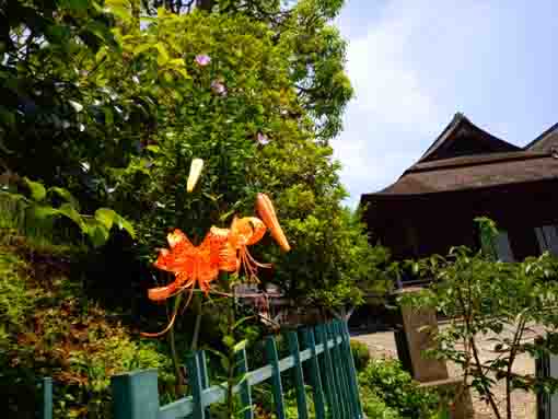 令和３年夏法華経寺刹堂とオニユリ