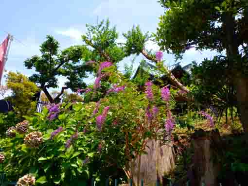 令和３年夏法華経寺に咲く夏の花