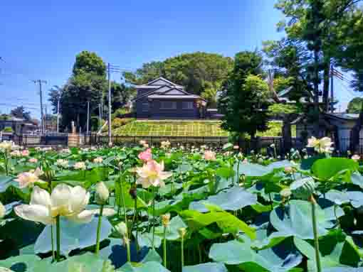 夏の龍王池に咲く蓮の花