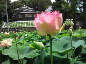 中山法華経寺の蓮