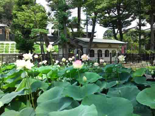 lutus flowers in front of Ryuoudo hall