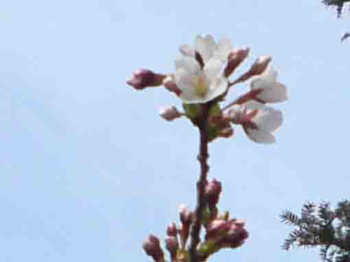 sakura blossoms on a tip of a branch