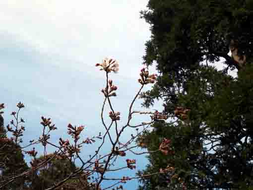 sakuras in Hokekyoji start blooming