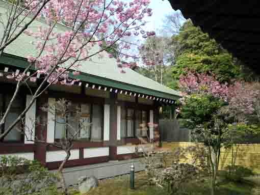 令和2年法華経寺本院中庭に咲く桜�@