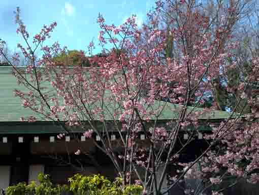 令和2年法華経寺本院中庭に咲く桜�A