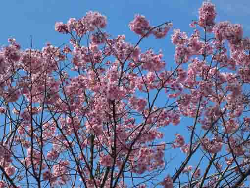 Kan Sakuras blooming in the blue sky