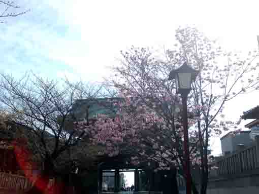 Kan Sakura near the gate of Hokekyoji