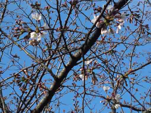 sakura starts blooming in the blue sky
