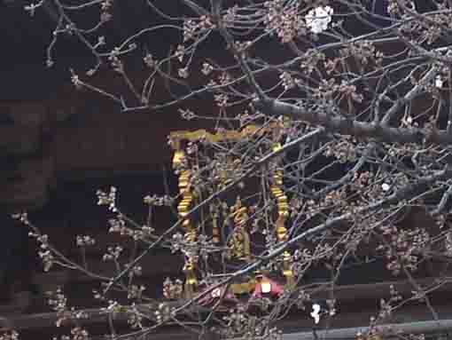 sakuras behind the gate start blooming