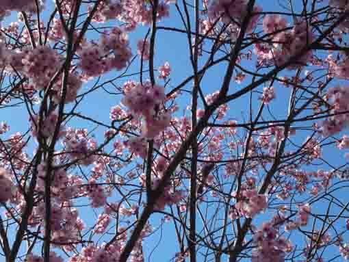 法華経寺参道脇に咲く寒桜と野鳥�@