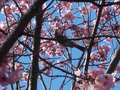 法華経寺参道脇に咲く寒桜と野鳥�A