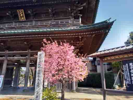 中山法華経寺仁王門とヒカンザクラ