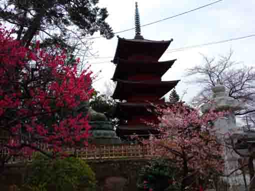 2022 Ume and Sakura in Hokekyoji