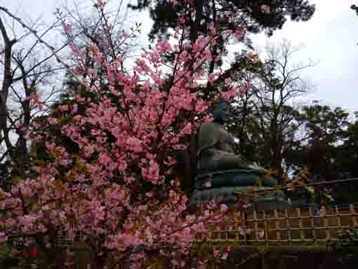 2022 Nakayama Daibutsu and Sakura