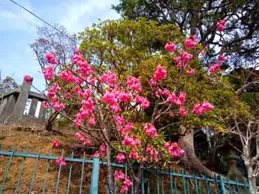 2022 Hikanzakura blooming in Hokekyoji