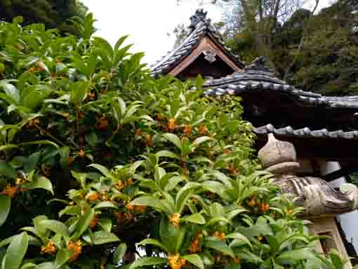 中山法華経寺宇賀神堂と金木犀の花