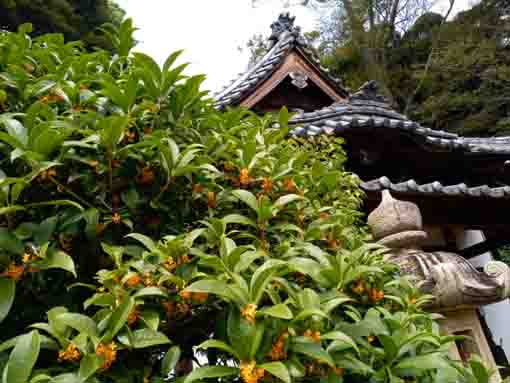 fragrant olive in front of Ugajindo