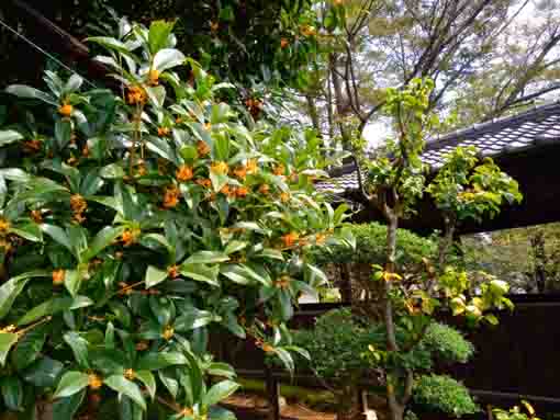 fragrant olive blossoms and Hodenmon