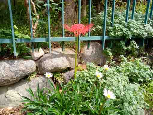 令和３年法華経寺に咲くマンジュシャゲの花々１