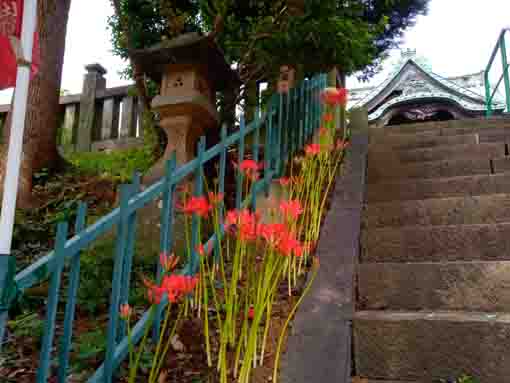 令和３年法華経寺に咲くマンジュシャゲの花々２