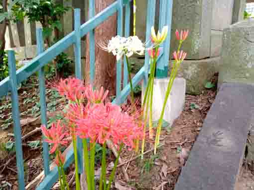 令和３年法華経寺に咲くマンジュシャゲの花々３