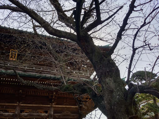 令和６年法華経寺ソメイヨシノの開花３