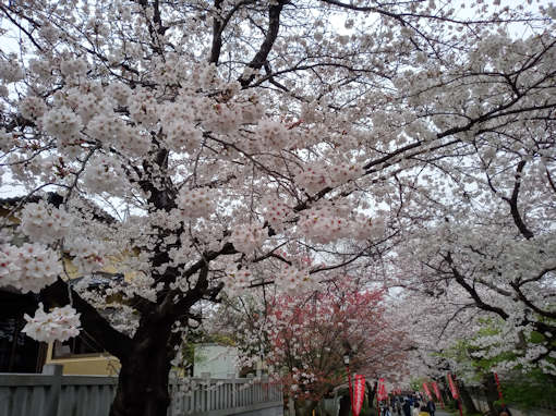 令和６年法華経寺満開のソメイヨシノ１