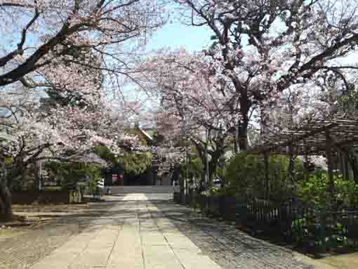 令和２年法華経寺本院と桜