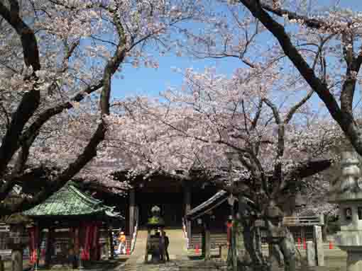 中山法華経寺に咲く桜の花々３