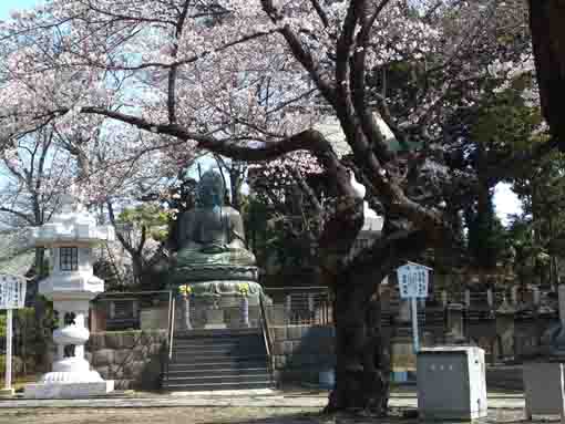 中山法華経寺大仏と桜の花